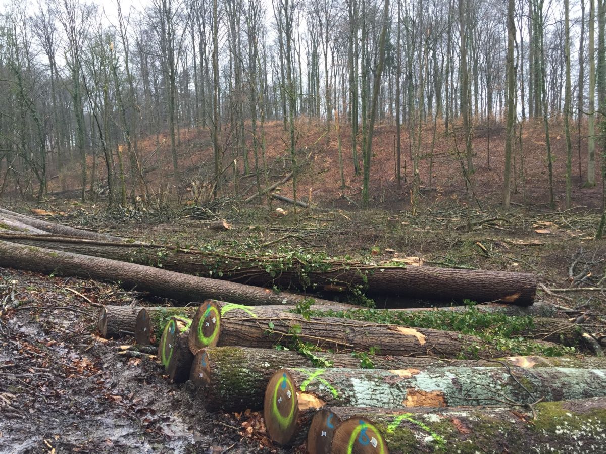 54_Eschentriebsterben