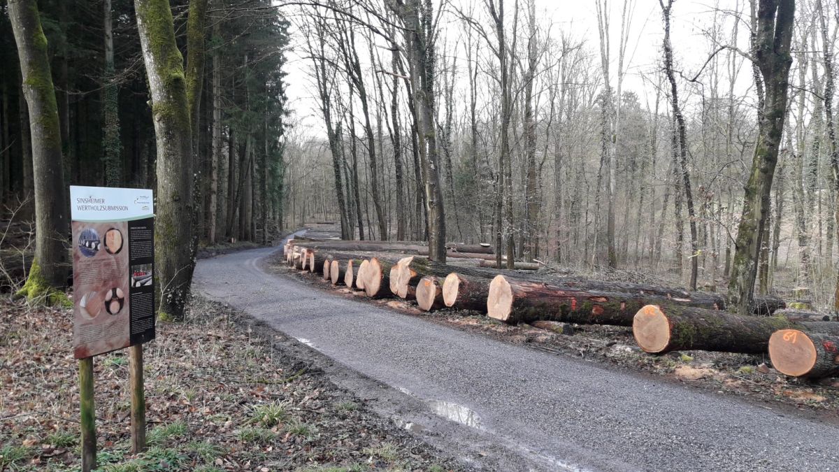 54_Sinsheim_Submission