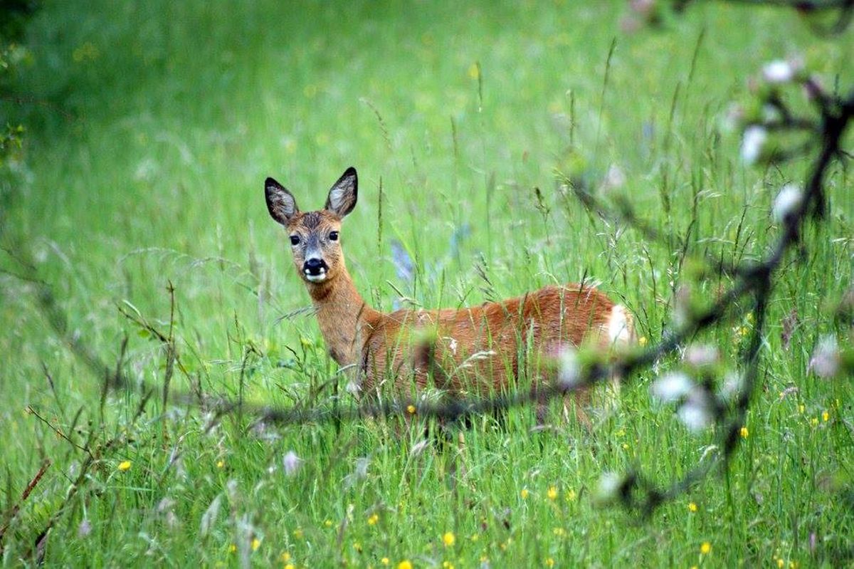 Revierübergreifende Drückjagd im “Großen Wald“ Sinsheim