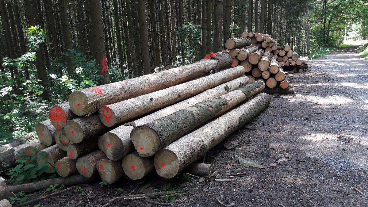 Neue Verwaltungsvorschrift „Nachhaltige Waldwirtschaft“