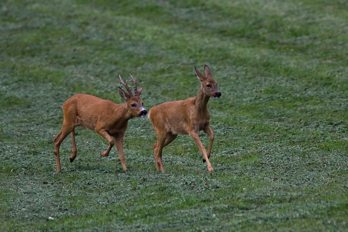 Wenn Liebe blind macht – Die Blattzeit beim Rehwild beginnt