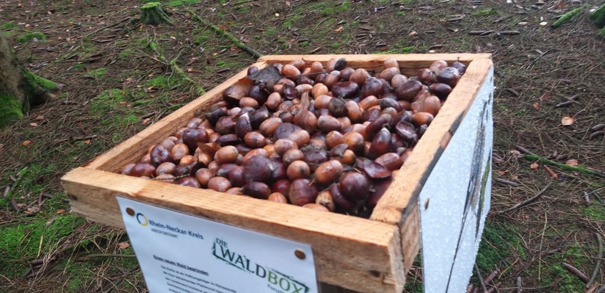 Nützlicher Eichelhäher