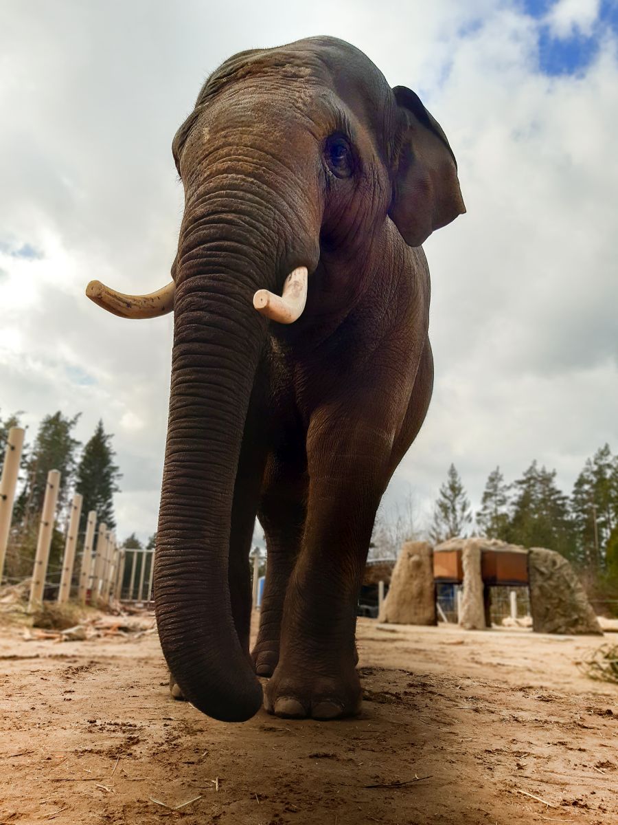 Elefanten-WG im Zoo Heidelberg vergrößert sich