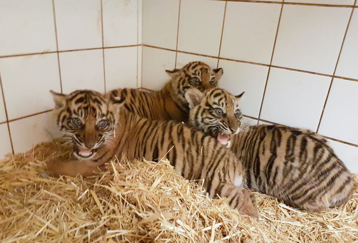 Tiger-Nachwuchs im Zoo Heidelberg entwickelt sich gut