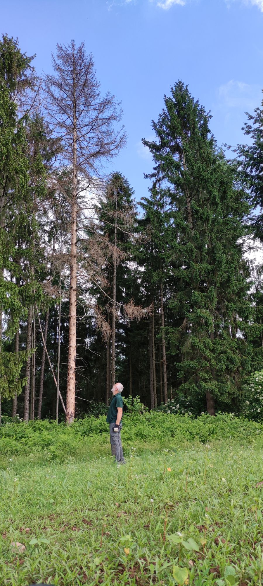 Borkenkäfer Waldrand mit Förster Klaus Berberich