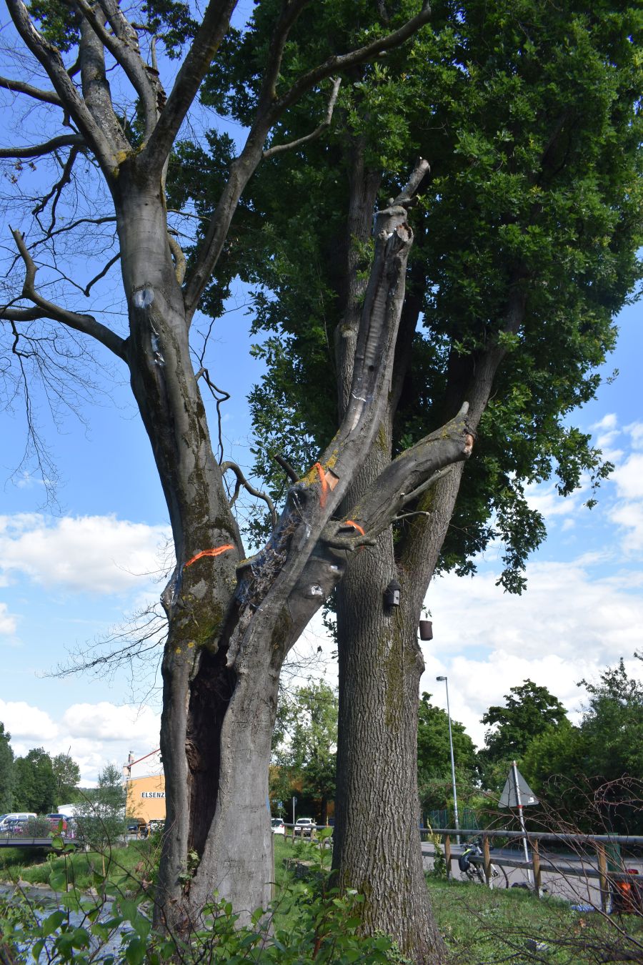 Buche an der alla hopp!-Anlage muss stark zurückgeschnitten werden