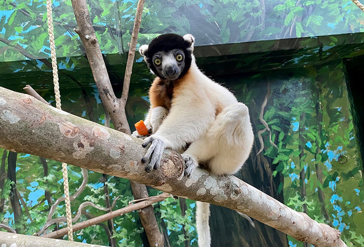 Jao bringt Schwung in die Lemuren-WG