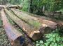 Kreisforstamt: Holz aus dem Rhein-Neckar-Kreis wird regional vermarktet