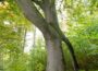 In einer neuen Serie werden besondere Bäume im Rhein-Neckar-Kreis vorgestellt