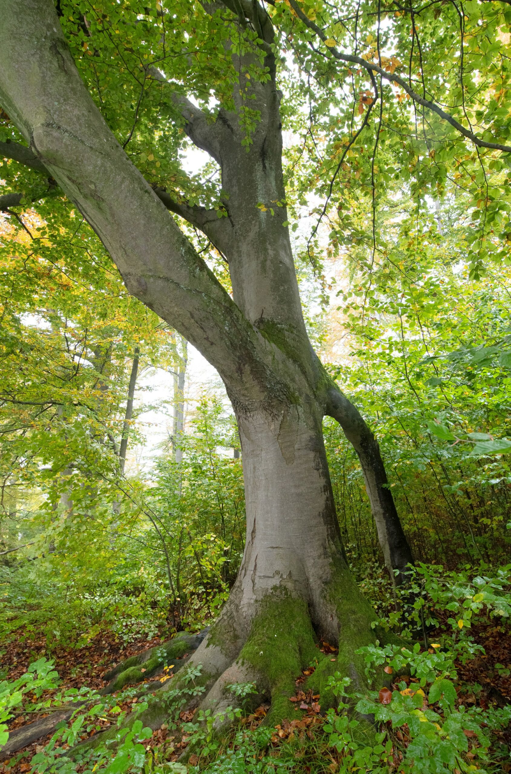 In einer neuen Serie werden besondere Bäume im Rhein-Neckar-Kreis vorgestellt