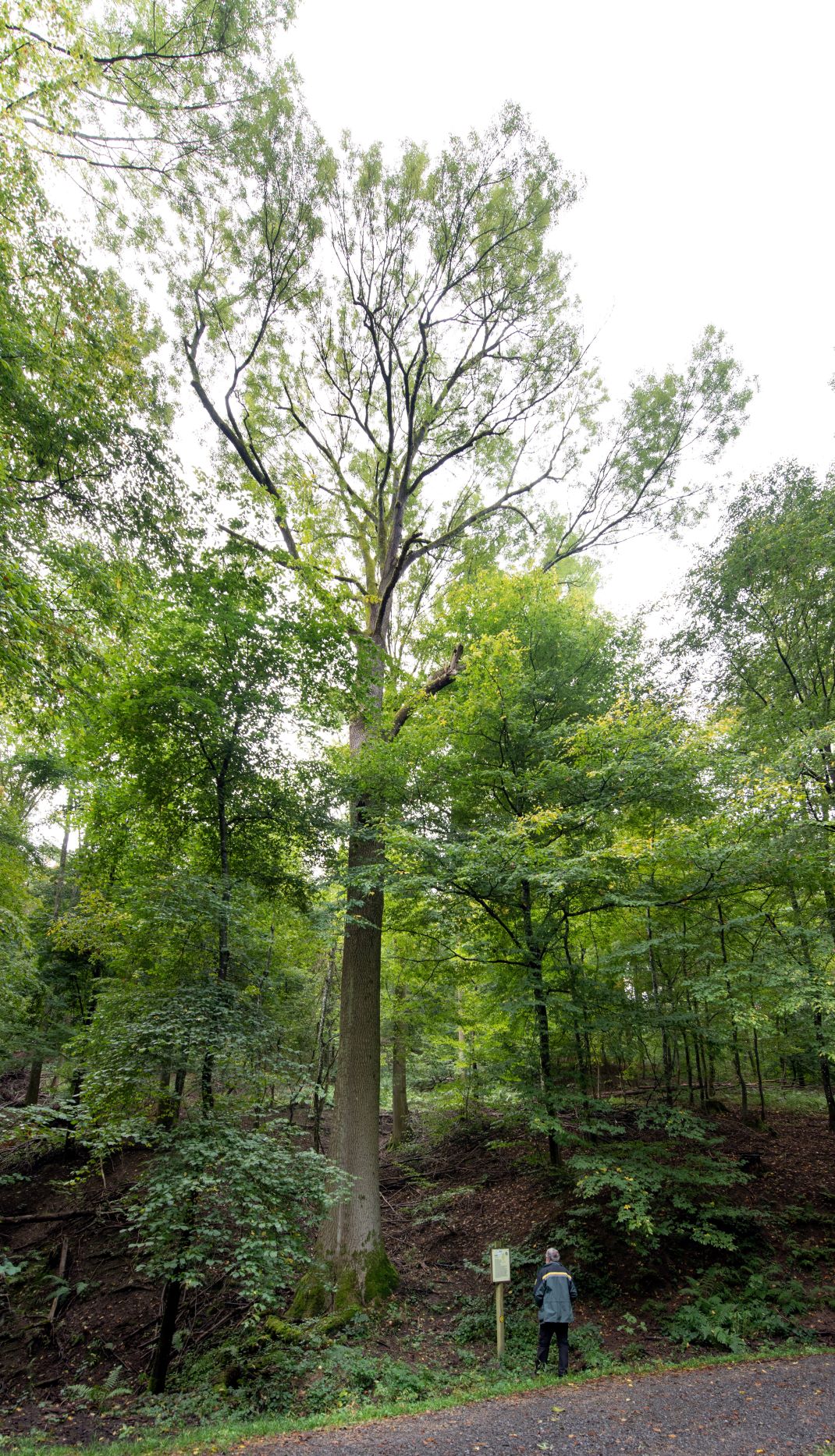 Aus der Serie besondere Bäume im Rhein-Neckar-Kreis: Die Holzmann-Esche im Hirschberger Gemeindewald