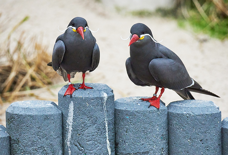 Frühlingsgefühle bei den Zootieren?