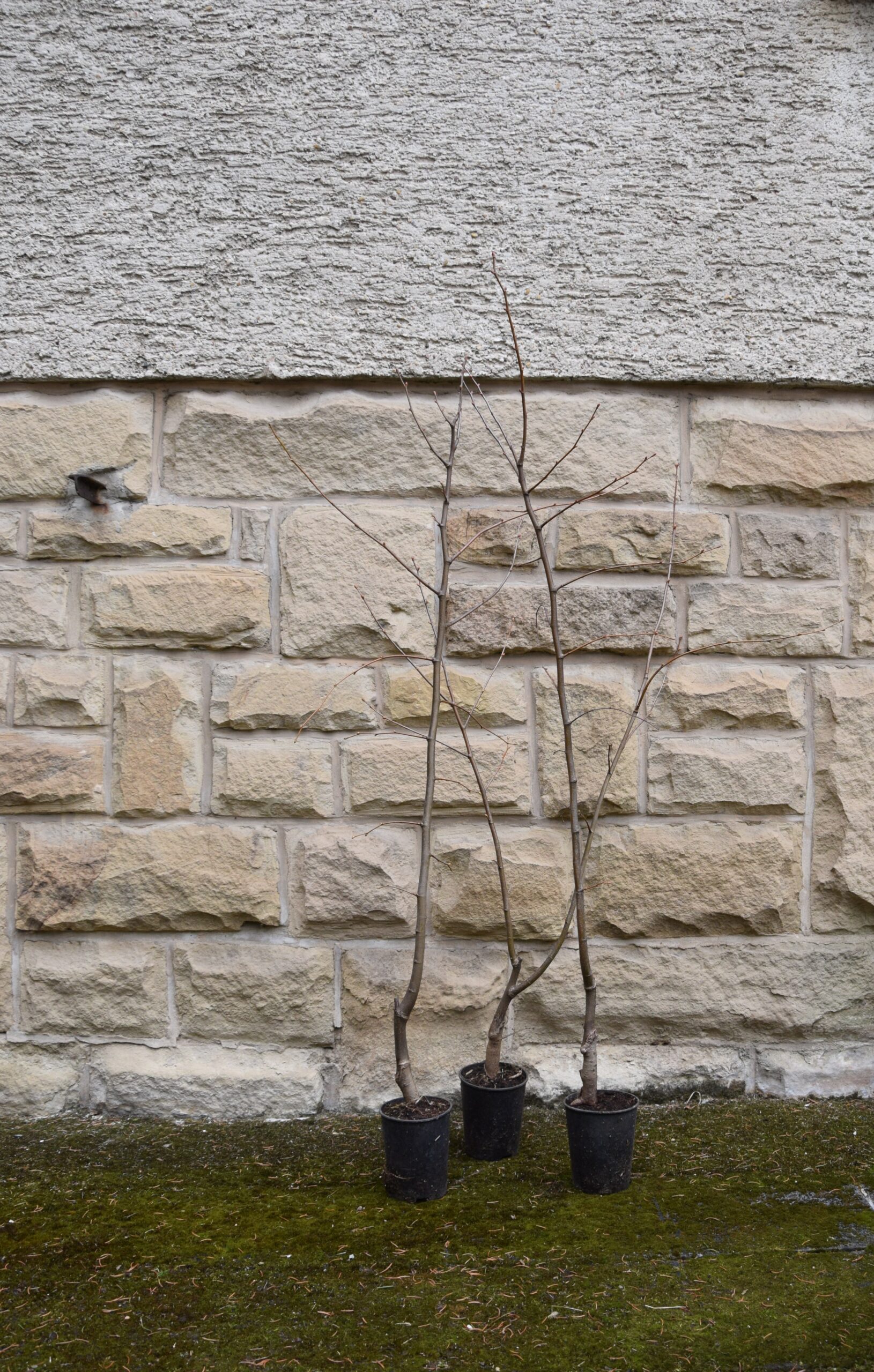 „Burglinde“ am Steinsberg