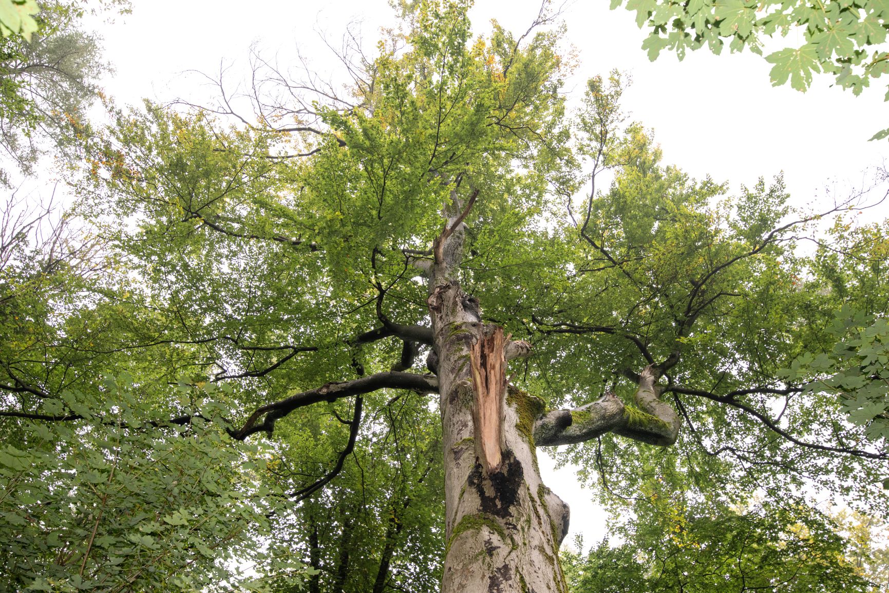 Aus der Serien besondere Bäume im Rhein-Neckar-Kreis: Trotziger Förster – alter Baum