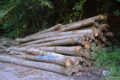 Interesse an Brennholz steigt sprunghaft
