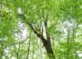 Aus der Serie besondere Bäume im Rhein-Neckar-Kreis: 200 Jahre alte Traubeneiche – Schräge Besonderheit in Zuzenhausen