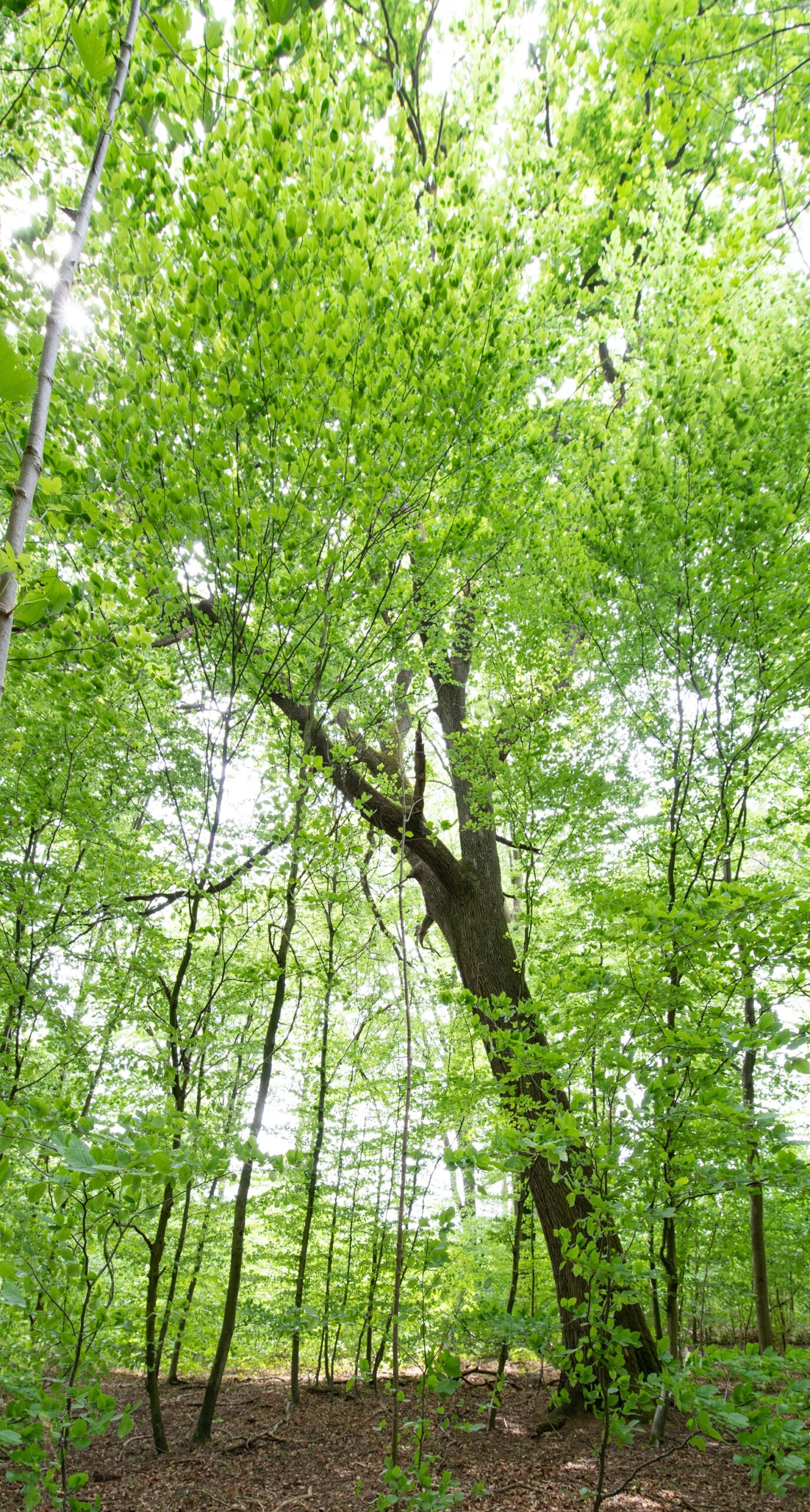 Aus der Serie besondere Bäume im Rhein-Neckar-Kreis: 200 Jahre alte Traubeneiche – Schräge Besonderheit in Zuzenhausen