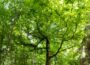 Serie „Besondere Bäume im Rhein-Neckar-Kreis“: Eine 200 Jahre alte Eiche trotzt in Neckarbischofsheim dem Klimawandel