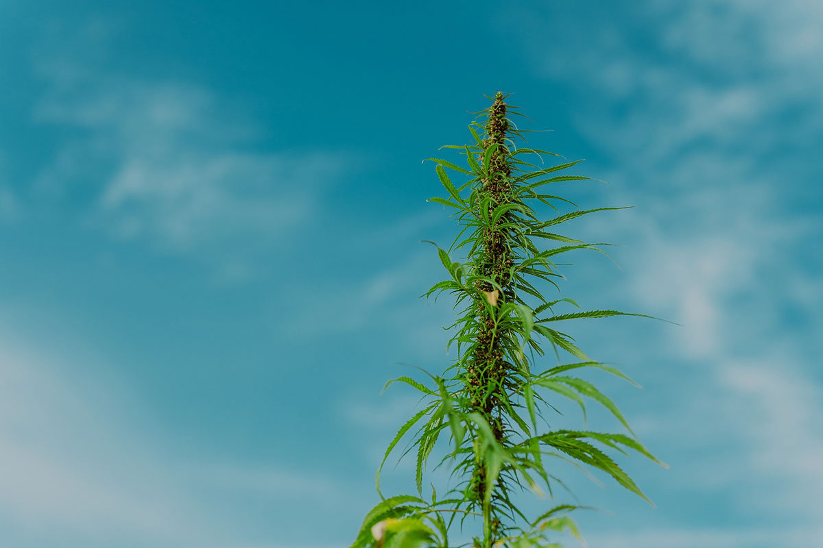 Hanf eine vielseitige Nutzpflanze vom Hanfsamen bis zu CBD Tropfen