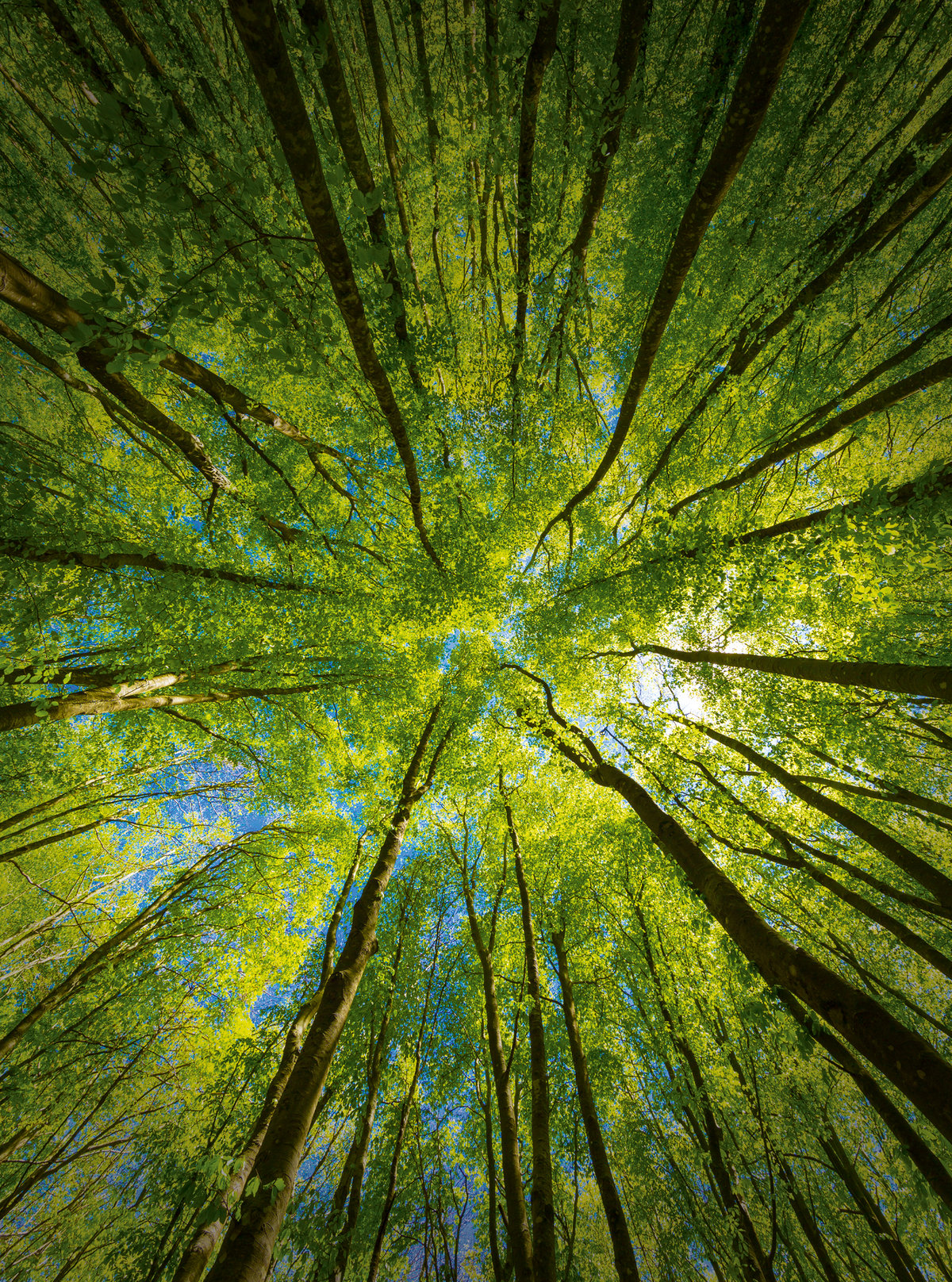 „Multitalent Wald“ – die Waldwärts-Tage in der KLIMA ARENA im Dezember