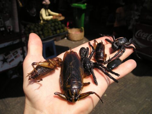 Insekten essen in Sinsheim