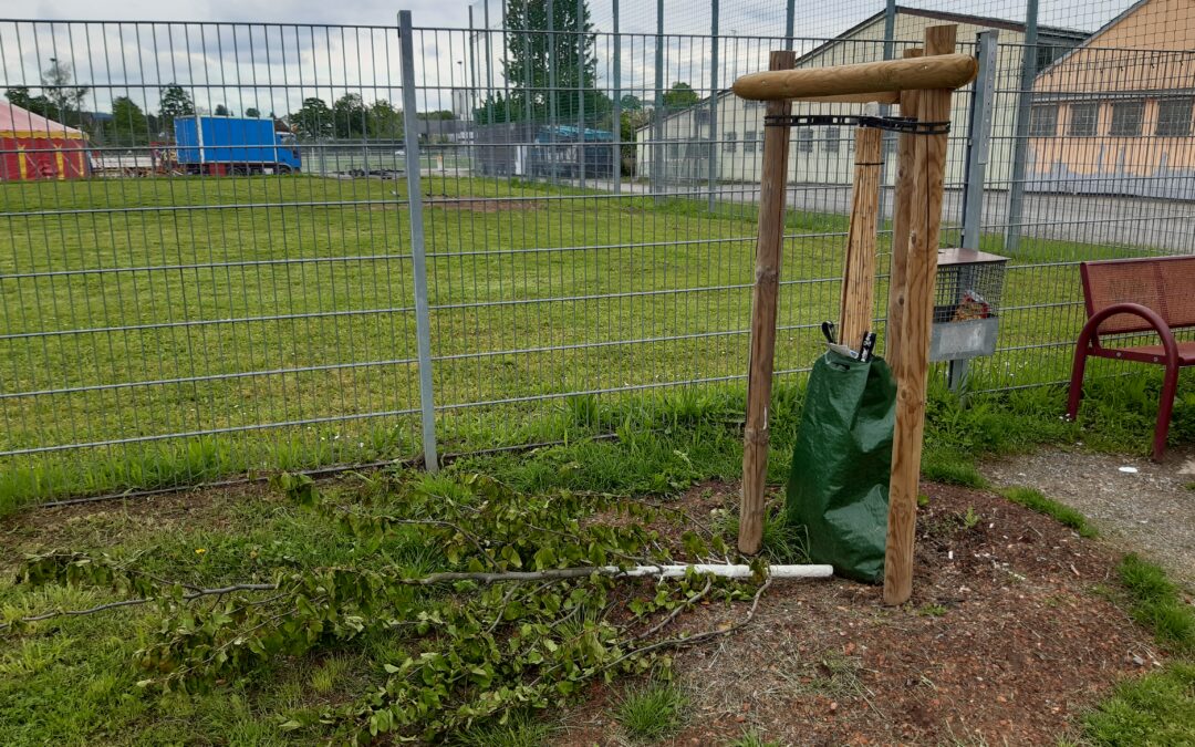 Baum mutwillig abgesägt
