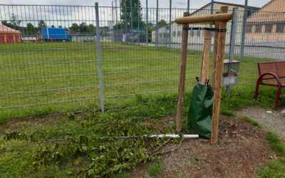 Baum mutwillig abgesägt