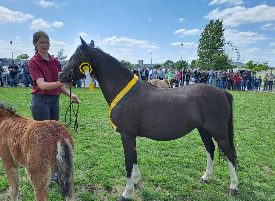 Pferde und Ponys auf dem Fohlenmarkt