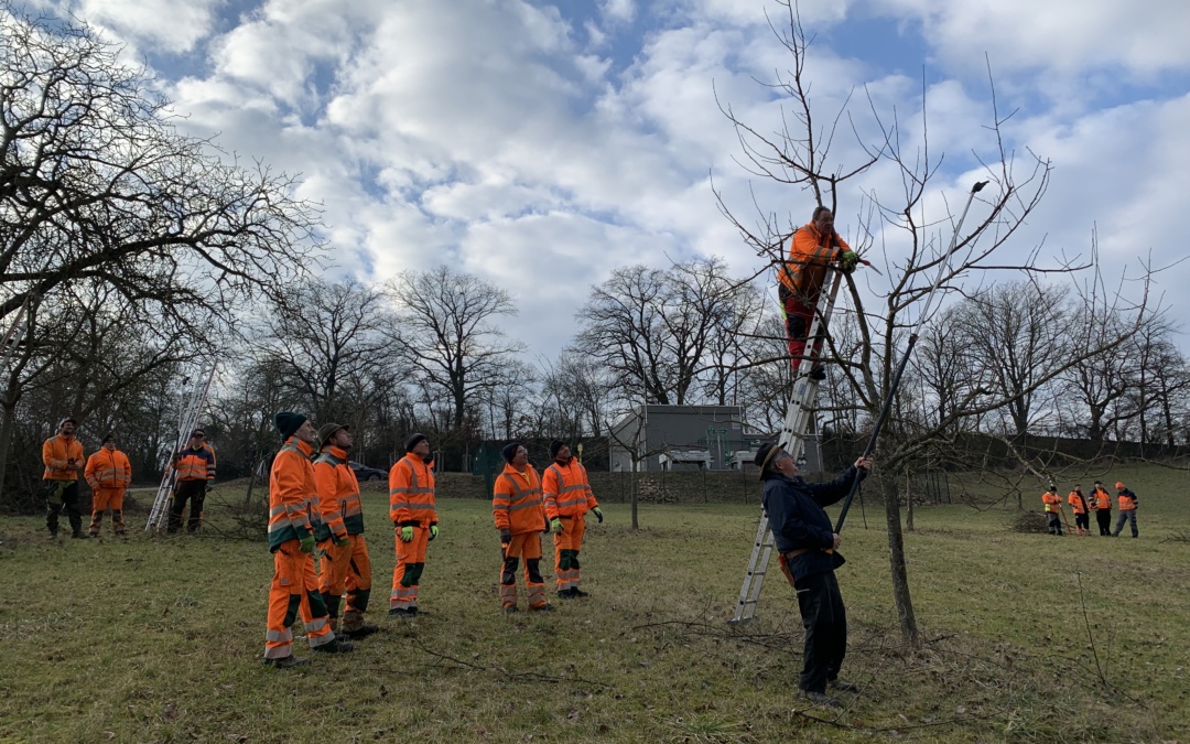 Bauhofmitarbeiter vertiefen Wissen zum Obstbaumschnitt