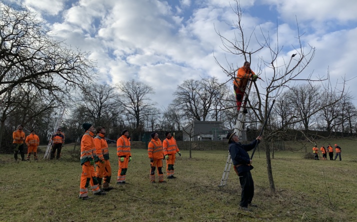 Bauhofmitarbeiter vertiefen Wissen zum Obstbaumschnitt