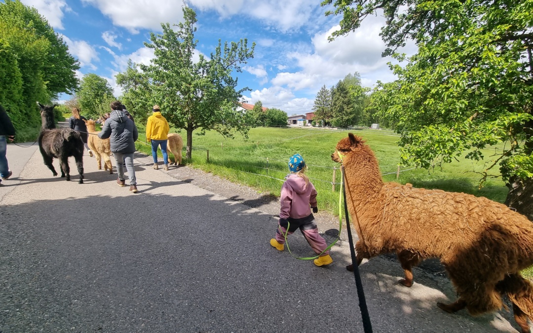 Ein besonderes Alpaka-Erlebnis in der Sinsheimer Erlebnisregion
