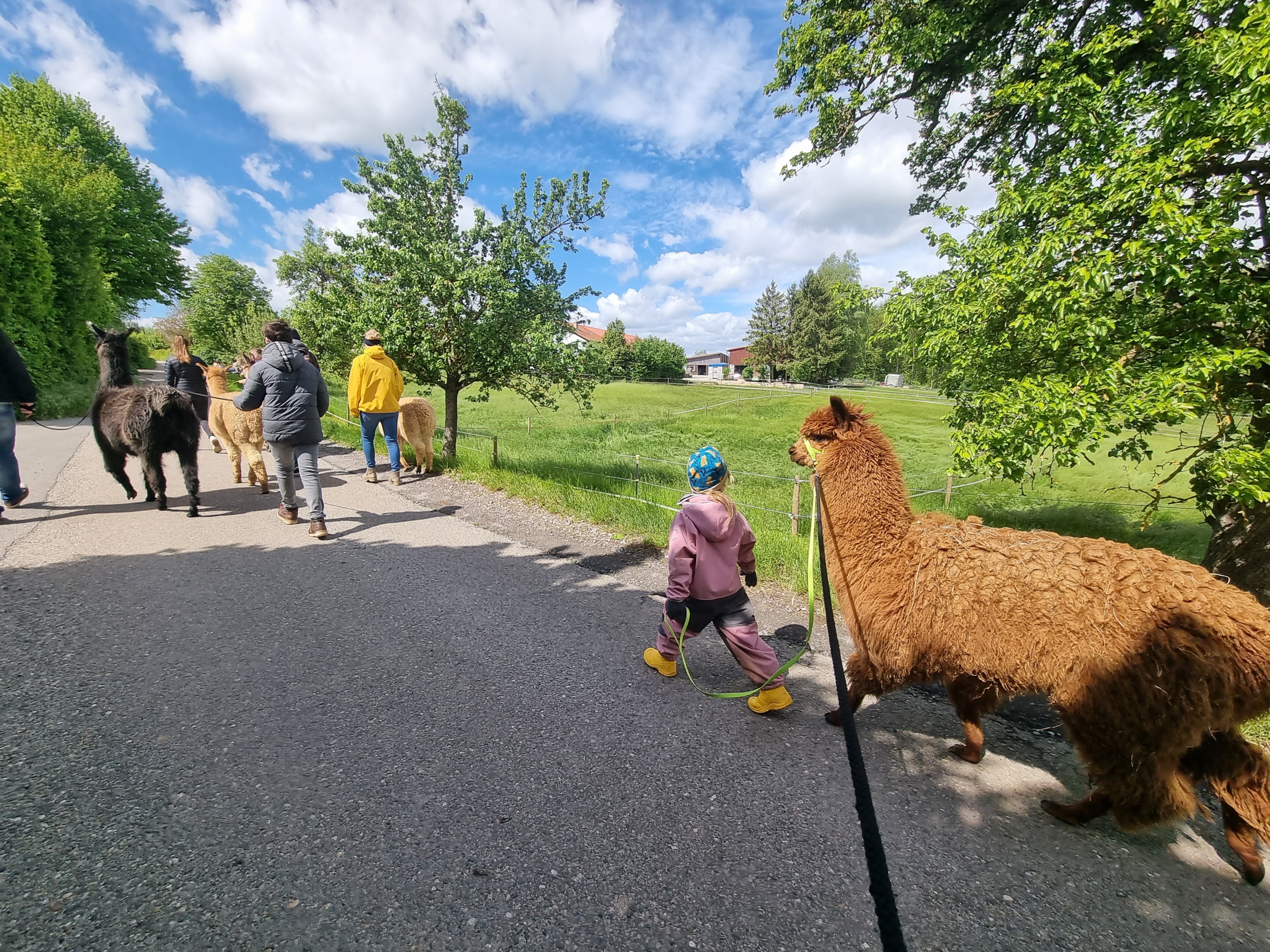 Erlebnisregion-SInsheim-Alpaka-Neckarbischofheim-2024