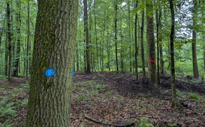 Warum manche Graffiti im Wald erlaubt sind