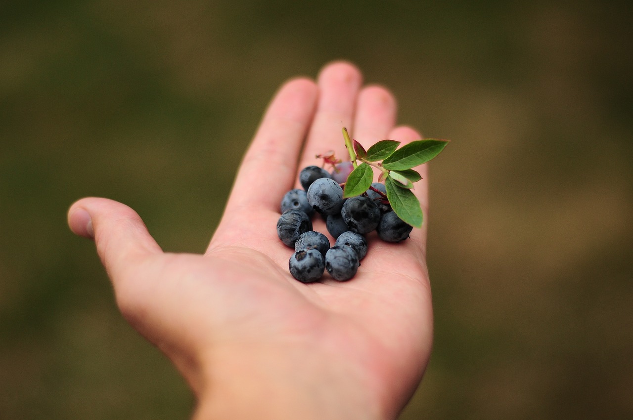 symbol-hand-frucht-kreativiteat-pixabay-blueberries-1903868_1280