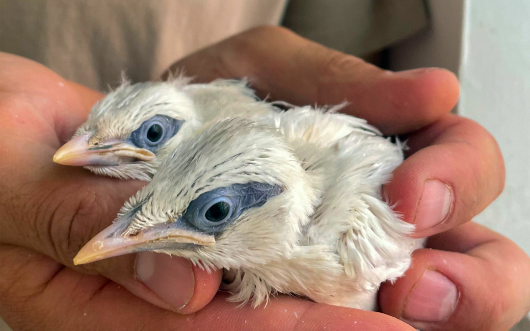 Zoo Heidelberg: Einer der seltensten Vögel der Welt geschlüpft