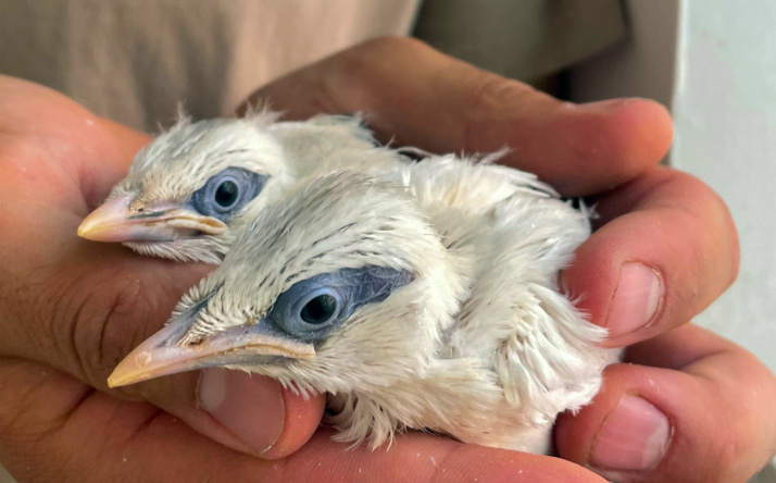 Zoo Heidelberg: Einer der seltensten Vögel der Welt geschlüpft
