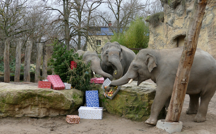 Weihnachtswünsche für die Tiere im Zoo Heidelberg