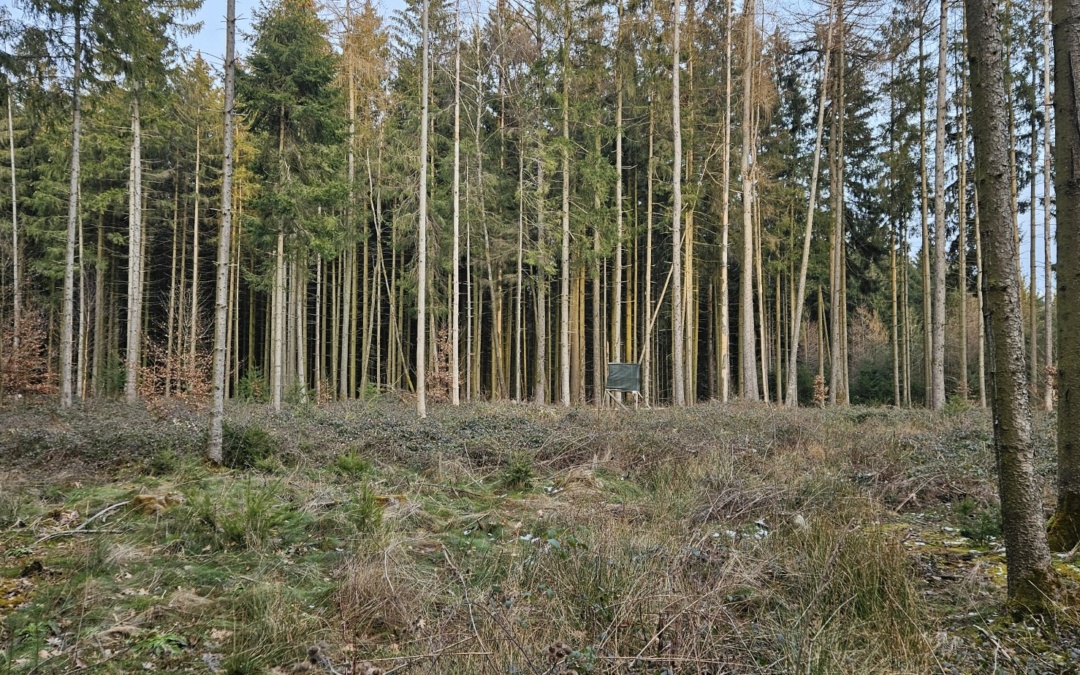 Mehr Unterstützung für Waldbesitzende: Fördersätze für Aufforstungsmaßnahmen gestiegen