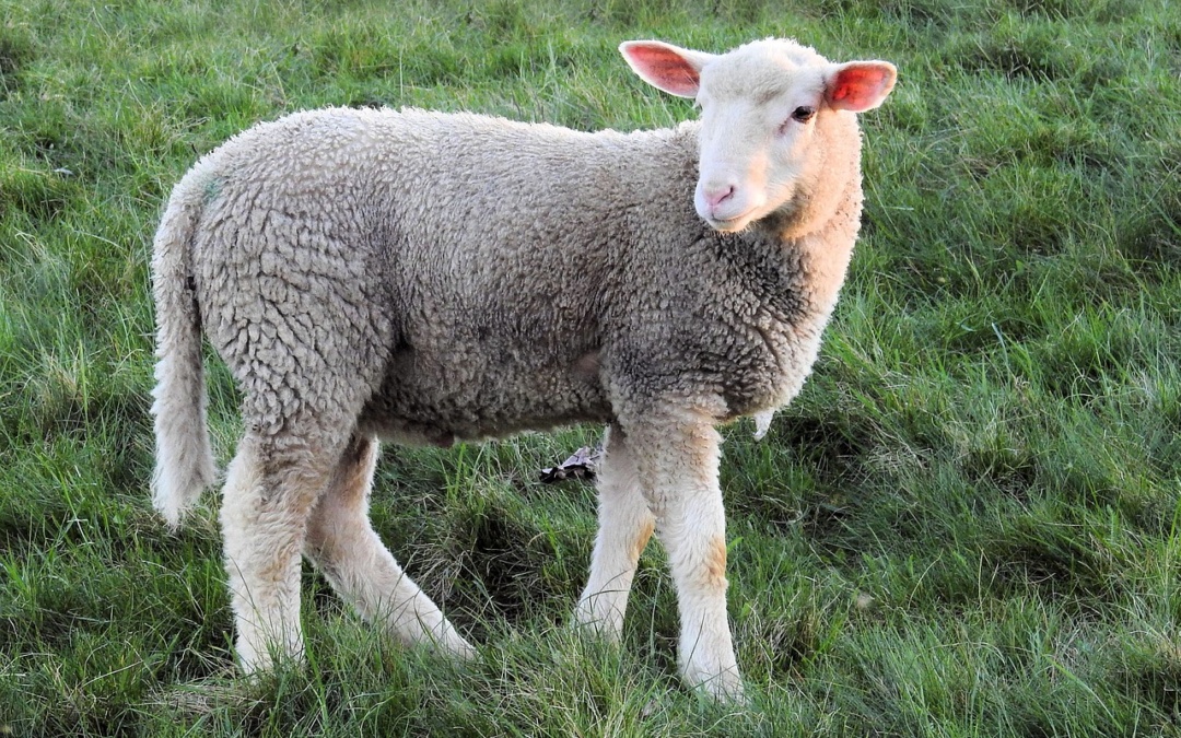 Helmstadt-Bargen: Unbekannte verletzen Schaf schwer