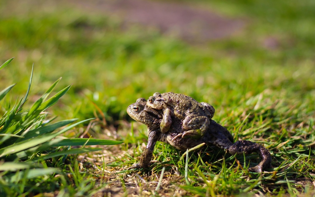 Krötenwanderung in Zuzenhausen – Straßensperrung angekündigt