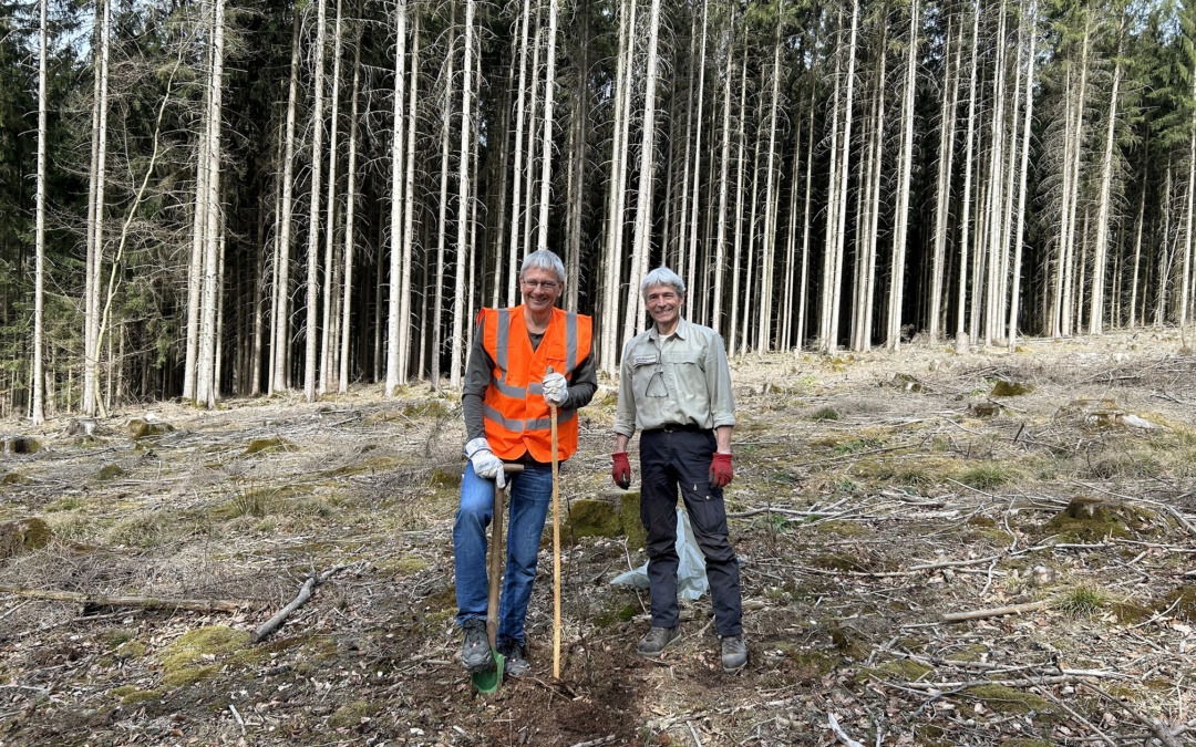 Baumpflanz-Aktion: 25 Rot-Eichen im Kreiswald gepflanzt