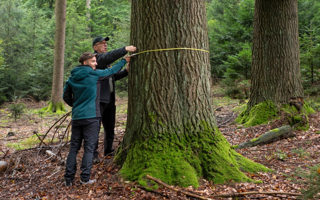 Zahlen aus der Bundeswaldinventur: Der Wald als Klimaschützer