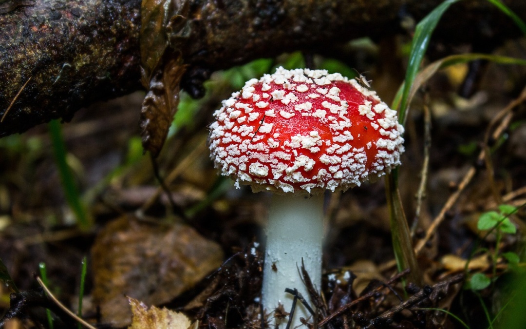 Fliegenpilze: Mögliche Effekte und Risiken