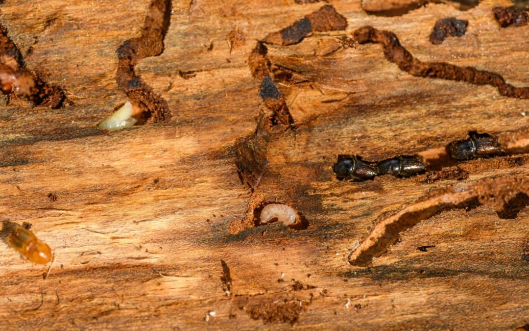Früher Borkenkäferflug gefährdet Fichtenbestände