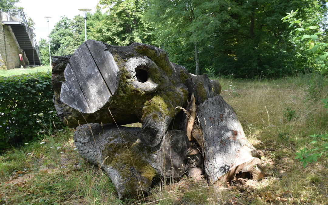 Baumpflegemaßnahmen an der ehemaligen „Burglinde“