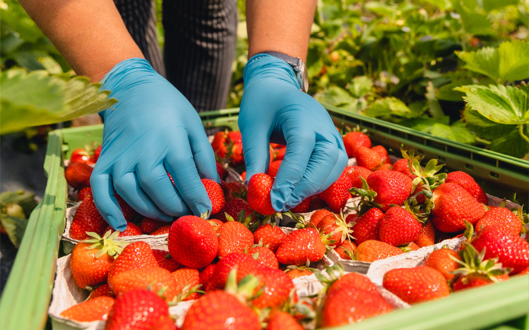 Erntehelfer im Rhein-Neckar-Kreis sind keine „Feldarbeiter 2. Klasse“