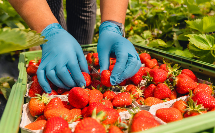 Erntehelfer im Rhein-Neckar-Kreis sind keine „Feldarbeiter 2. Klasse“