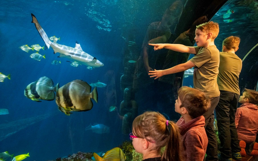 Das SEA LIFE in Speyer präsentiert: Winterspaß mit Snowy