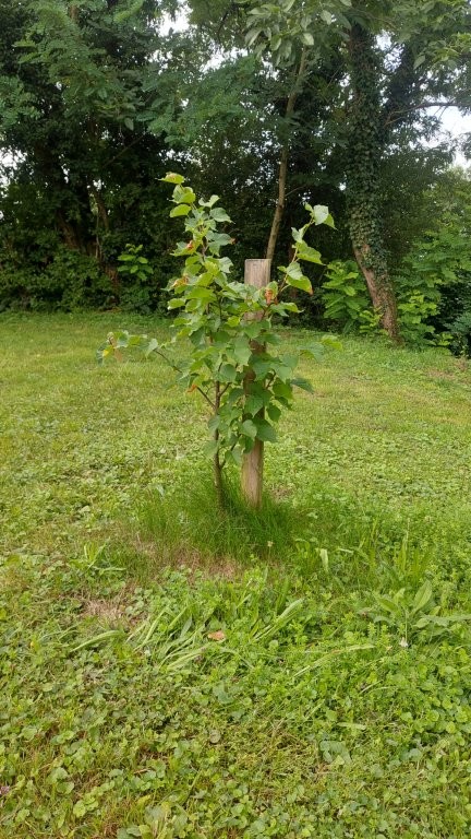 Burglinde lebt in jungen Bäumen weiter