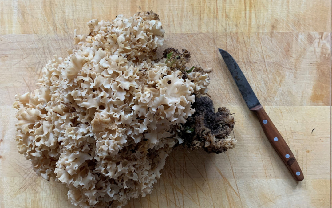 In der Sperrzone II gilt wegen der ASP aber nach wie vor das Wegegebot